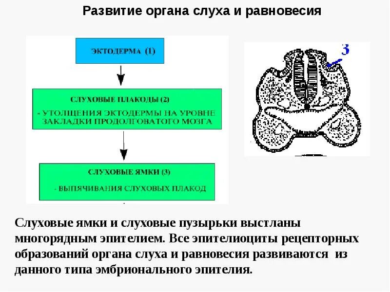 Источник развития органа слуха. Развитие органа слуха кратко. Развитие органа равновесия. Эмбриогенез органа слуха.