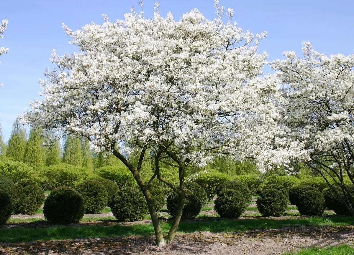 Какие деревья цветут в россии. Ирга Ламарка (Amelanchier lamarckii). Ирга канадская (Amelanchier canadensis). Ирга канадская "Ламарка" (Amelanchier lamarckii). Ирга канадская Amelanchier lamarckii.