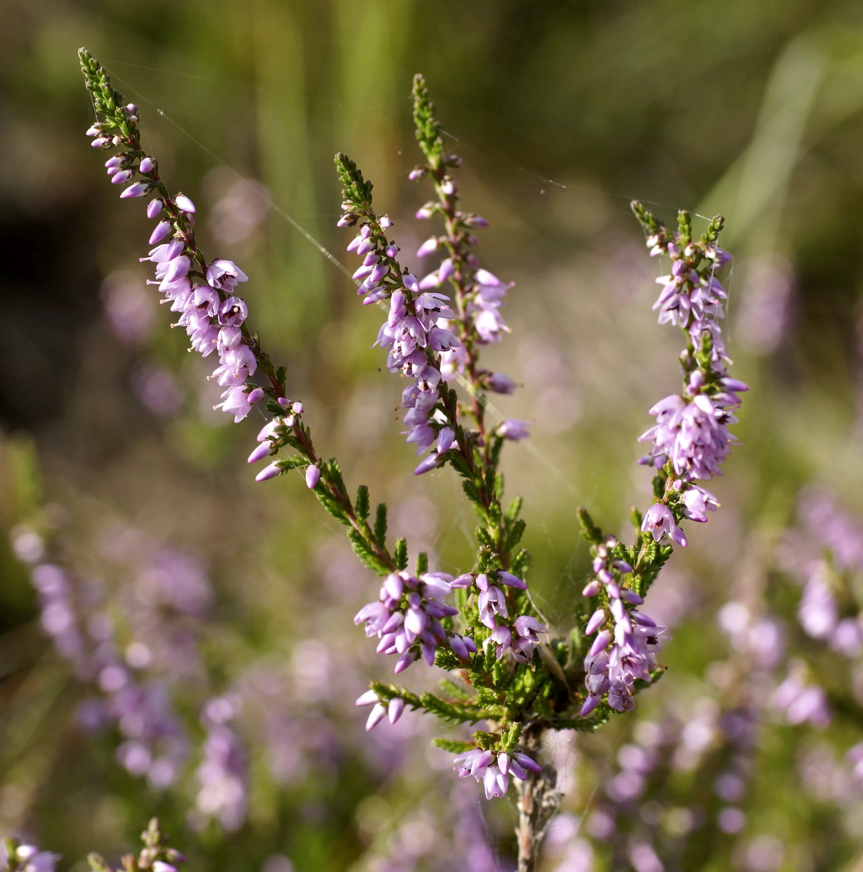 Вереск лесной. Вереск обыкновенный. вереск calluna vulgaris. вереск в тундре.