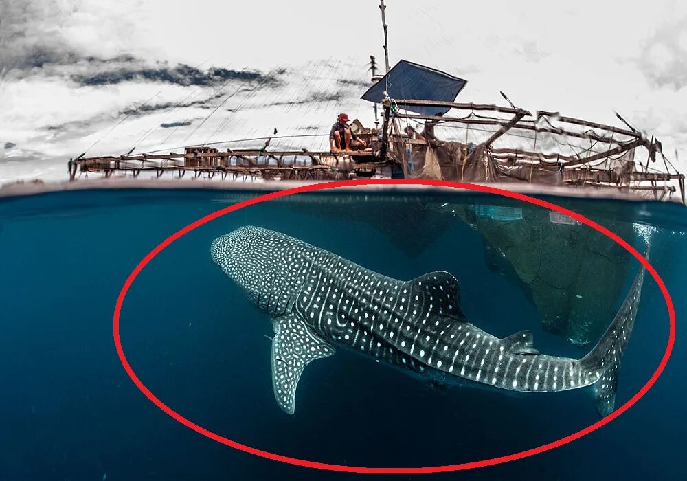 Большая рыба на земле. Гигантская китовая акула. Самый большой в мире акула. Самая самая большая акула в мире. Самая большая Куала ВМИРЕ.