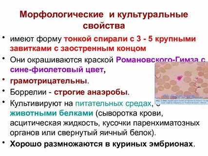 Боррелиоз возбудитель