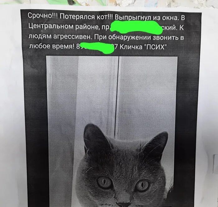 Потерялся котенок как найти на улице. Объявление о пропаже кота. потерялся кот объявление.