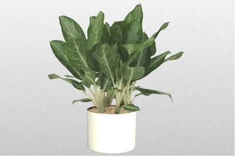 Plant selection