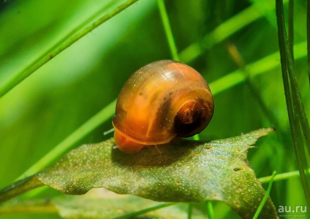 Улитки аквариума названия. Ramshorn Snail улитка катушка. Улитка Голиаф аквариумная. Улитка прудовик. Аквариумные улитки ампулярии.