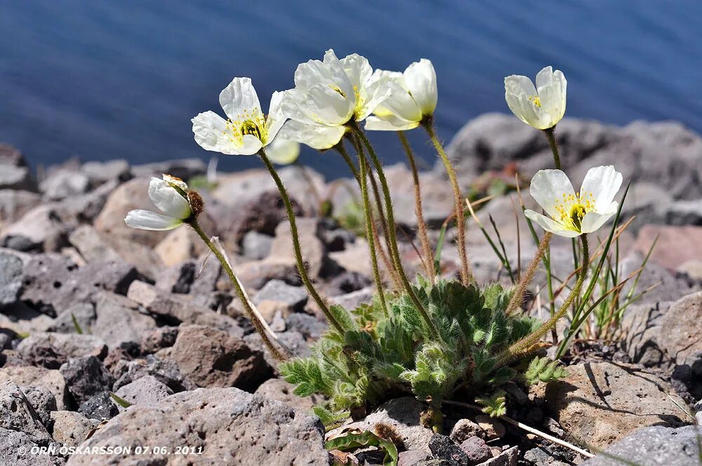 Лютик арктический. Мак арктических пустынь. Полярный мак в арктике. Мак арктических пустынь. Мак полярный (papaver radicatum).
