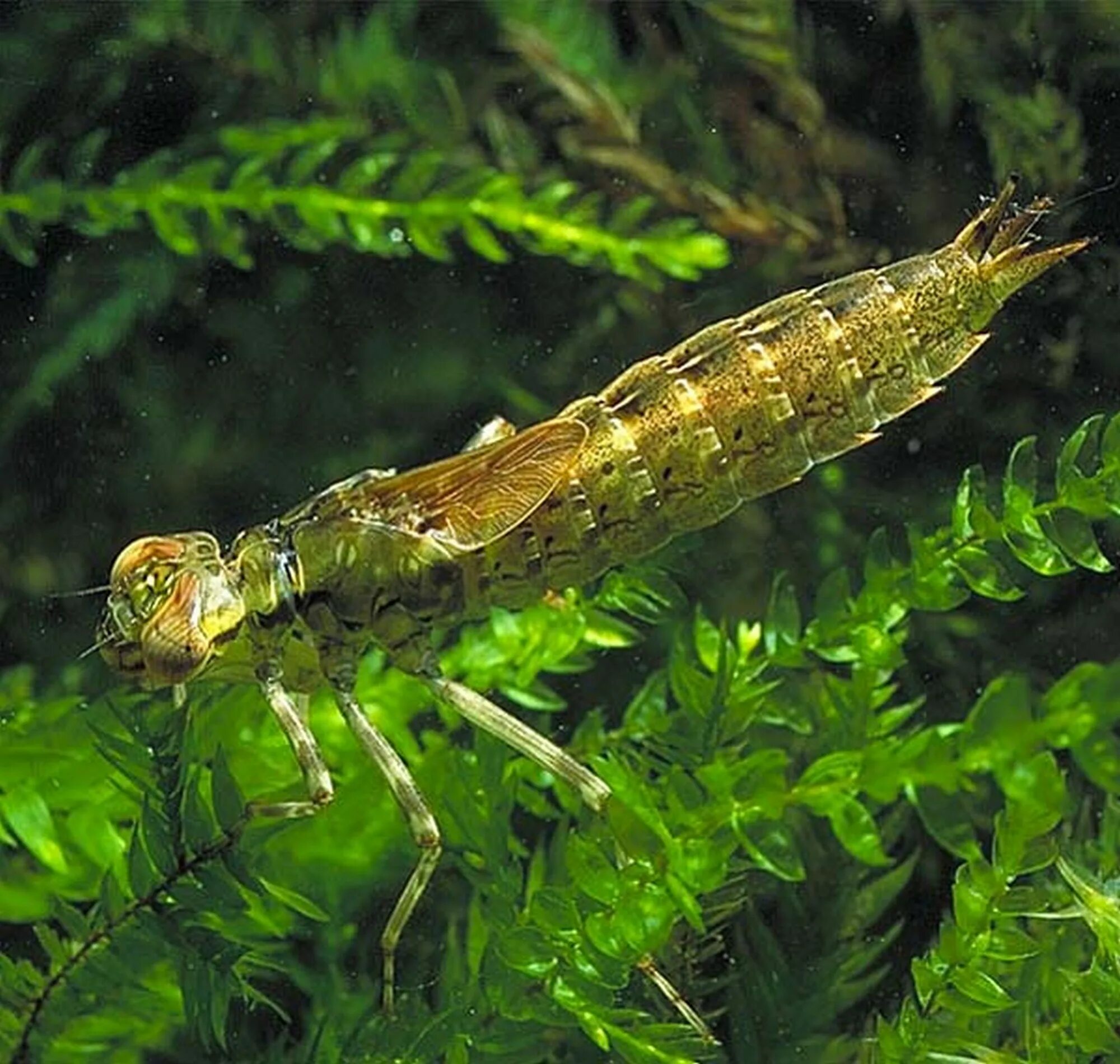 Наяда личинка. Aeschna grandis личинка. Личинка стрекозы коромысла. Наяда личинка. Личинка стрекозы в воде.