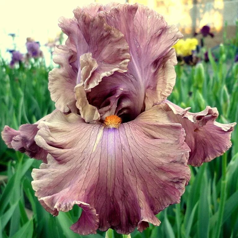 ирис нахабино отзывы