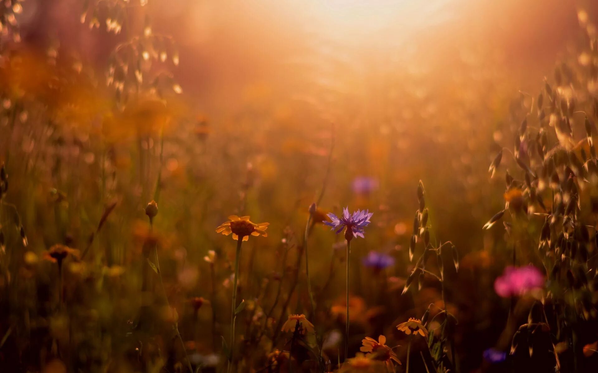 Поляна подсолнухов. Природа поле. Атмосферные пейзажи. Фоны конец лета. Фоны конец лета.