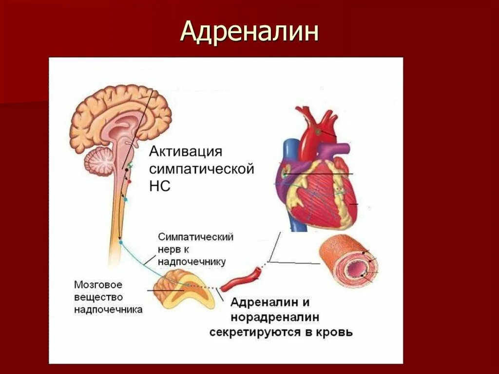 Адреналин повысился. Выделение адреналина. Надпочечники вырабатывают адреналин. Адреналин вырабатывается в надпочечниках. Адреналин гормон стресса.