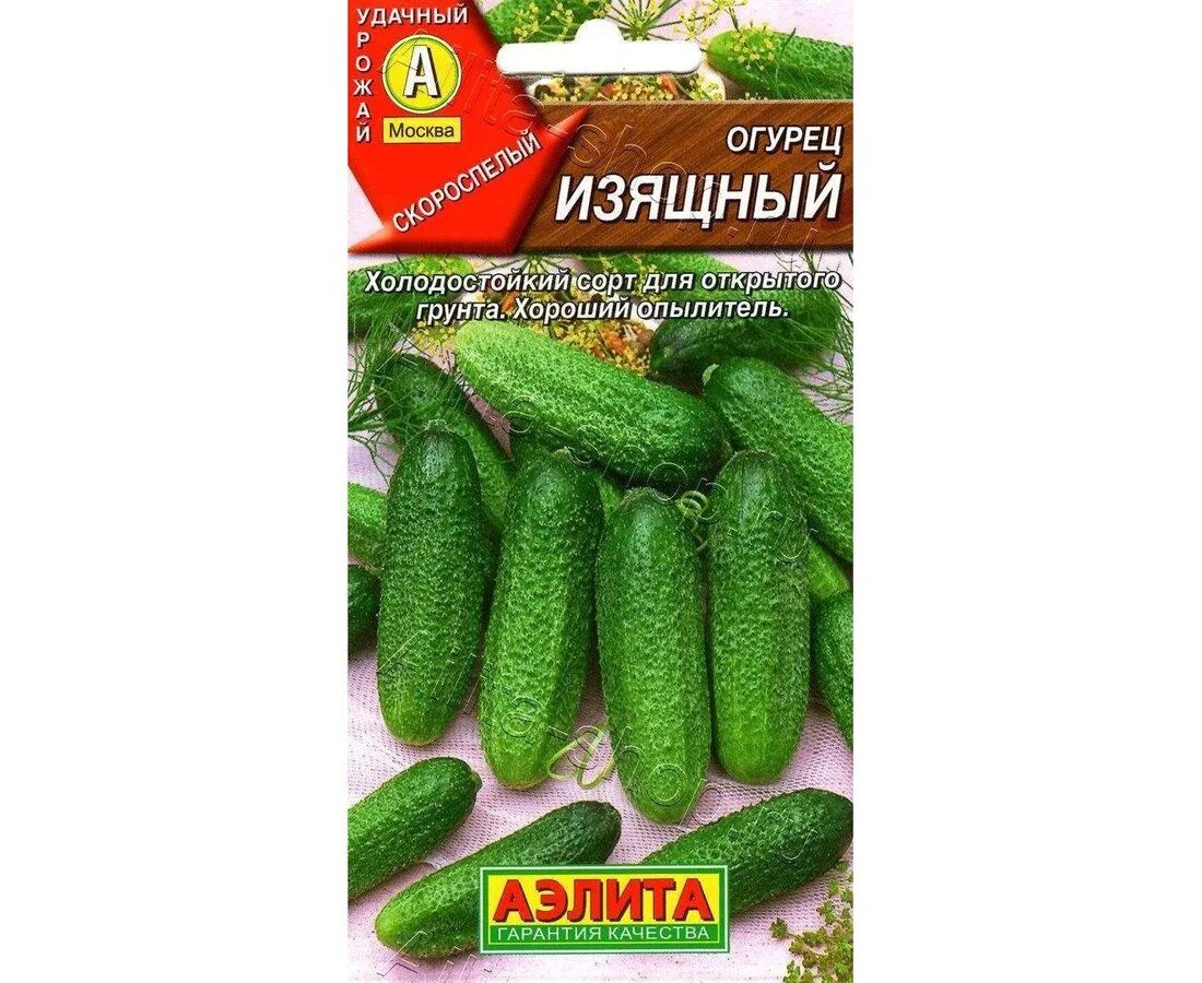 Огурцы сорт изящный. Семена алтая огурец изящный. Изящный сорт огурцов фото. Огурцы сорт изящный. Изящный сорт огурцов фото.
