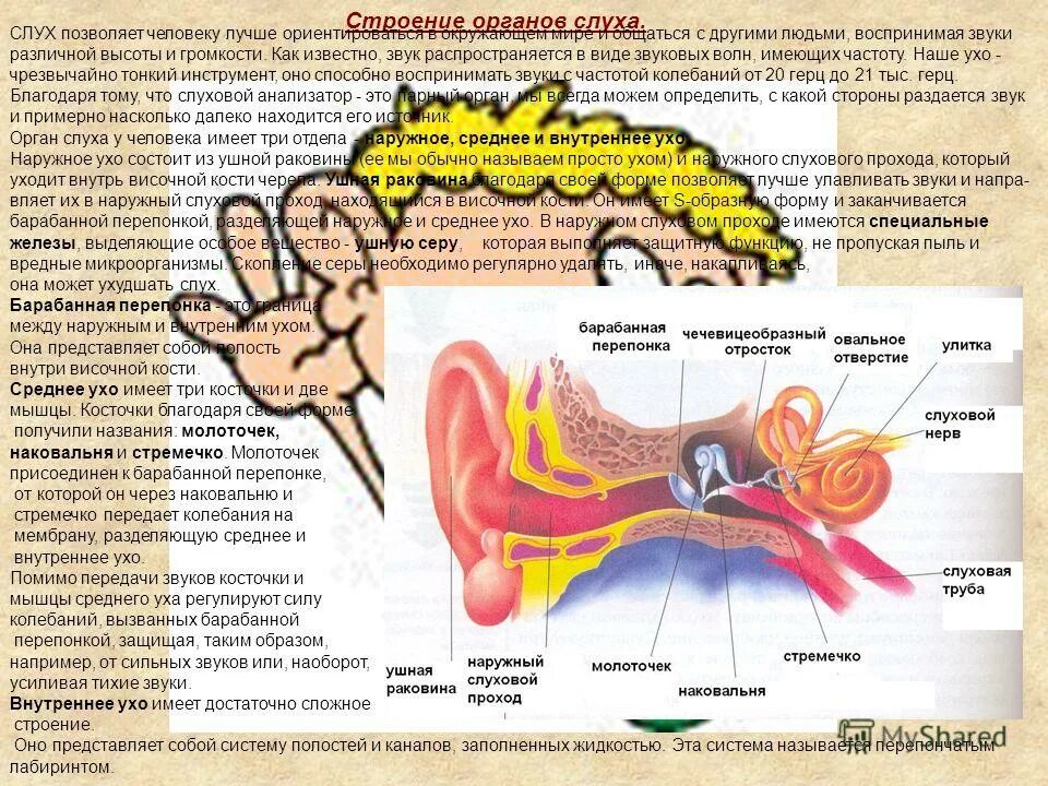 Ухо человека улавливает звук с частотой