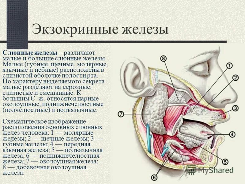 3 пары слюнных желез какие. у человека три пары слюнных желез:. 3 пары слюнных желез какие. 3 пары слюнных желез какие. 3 пары слюнных желез какие.