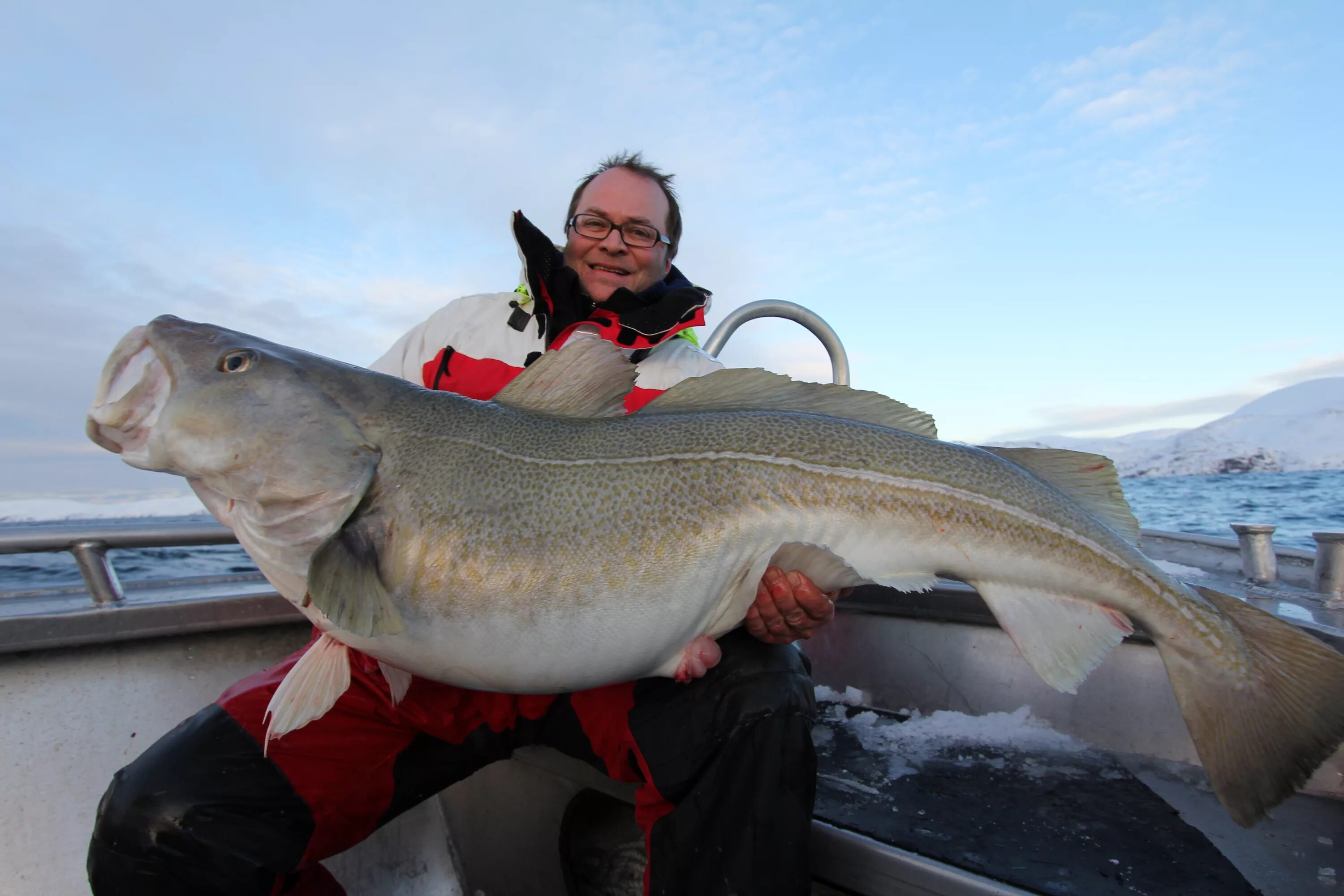 осман осман рыба. атлантическая треска рыба. Gadus morhua рыба. треска в фольге в духовке с овощами. треска в год.
