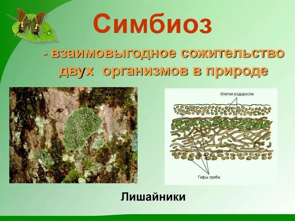 Что такое симбиоз кратко. Симбеи. Симбиоз. Симбиотические организмы примеры. Что такое симбиоз в биологии 7 класс.