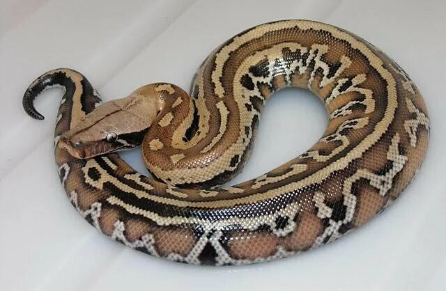 Белый королевский питон 5м. Иероглифовый питон. Как зовут питона. Цейлонский королевский питон. Королевский питон.