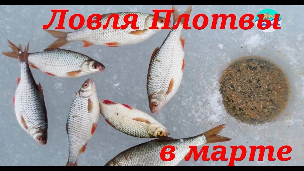 На что ловить плотву в марте. Ловля чебака зимой. плотва в марте. мормышки для ловли плотвы зимой.