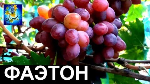 Виноград фаэтон