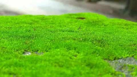 Gray moss