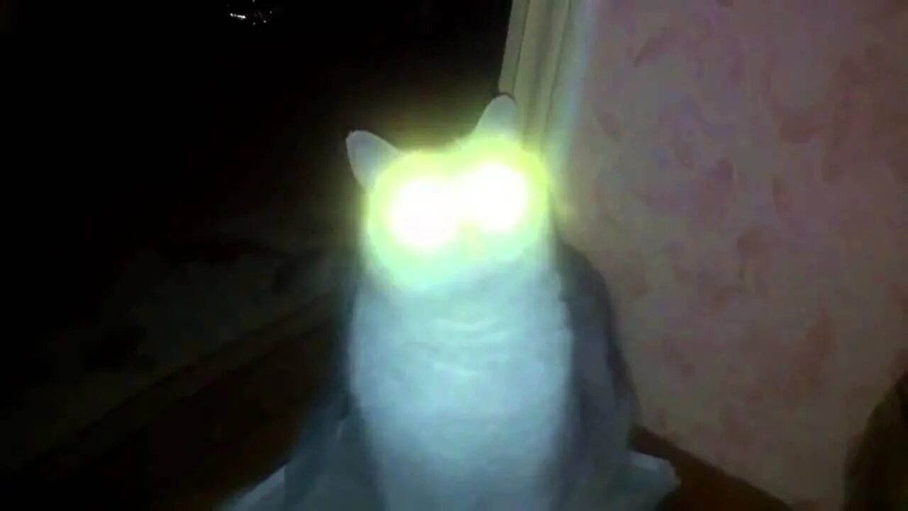 У каннибалов светятся глаза в темноте. Почему у людоедов светятся глаза в темноте. Коты в темноте со светящимися глазами. Почему у людоедов светятся глаза в темноте. У кота светятся глаза.