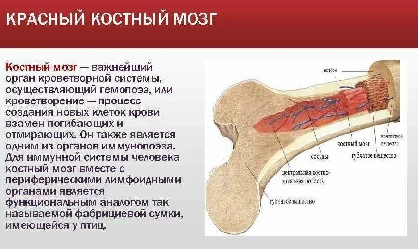 Костный мозг где находится. Красный костный мозг анатомия. Строение кости красный костный мозг. Строение кости красный и желтый костный мозг. Плоские кости костный мозг.