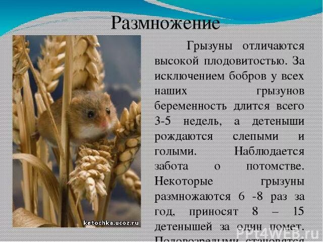 Грызуны особенности строения кратко. Грызуны размножение. особенности размножения грызунов. размножение грызунов кратко. отряд грызуны особенности размножения.