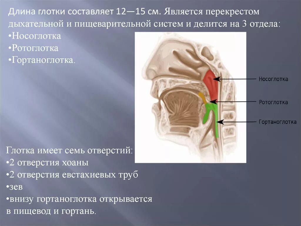 Гортаноглотка функции. В носоглотку открываются отверстия. Отверстие открывающиеся в носоглодку. Перекрест дыхательной и пищеварительной систем.