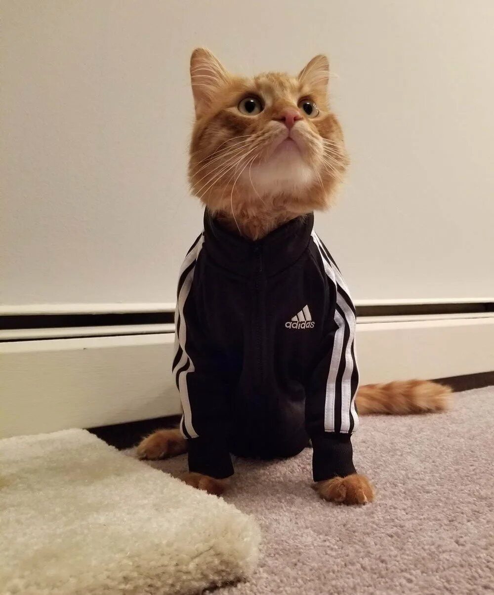 Кроссовки с котиками. Кот в костюме адидас. Животные в адидасе. Кот в кроссовках. Кот гопник.