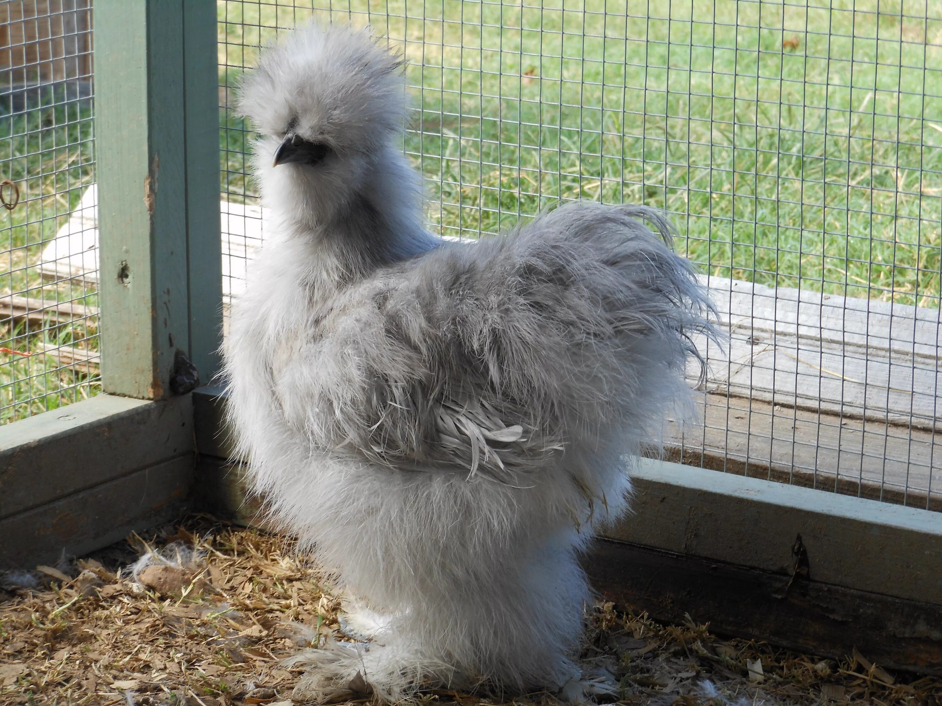 Шелковые куры описание. Китайская шелковая (Silkie Bantam). Китайские хохлатые курочки. Китайская шелковая Сплеш. Китайская хохлатая пуховая куры.