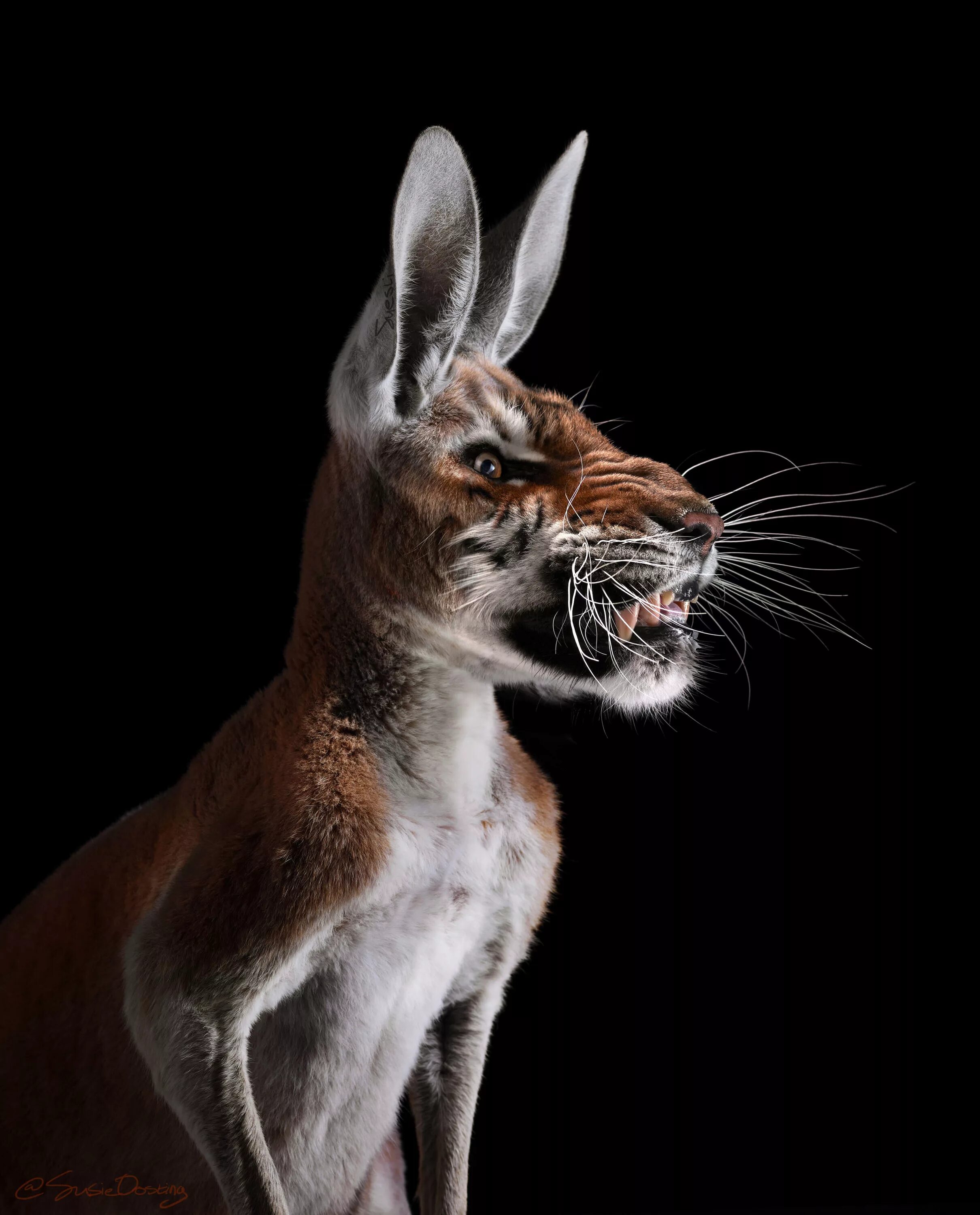 смешные птицы. помесь животных. скрещенные животные. гибрид что это. скрещенные животные.