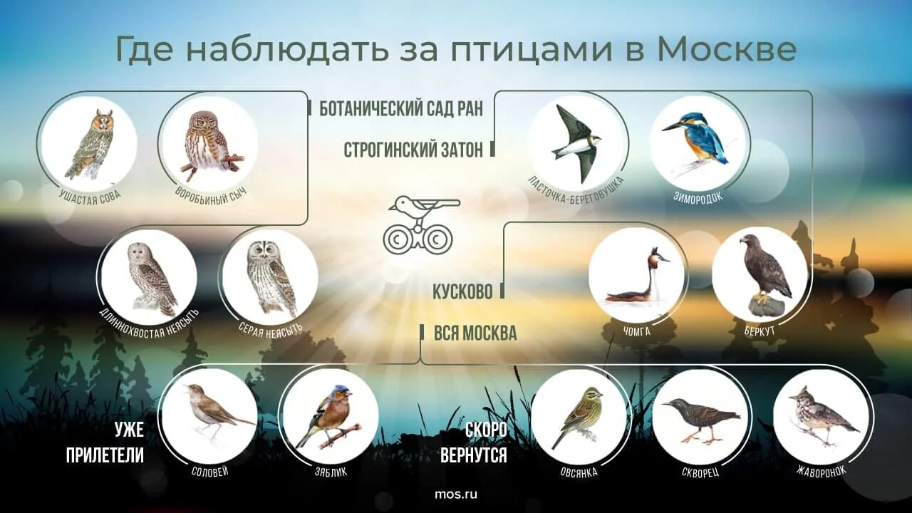 Еще две недели птицы. Международный день птиц. 1 Апреля Международный день птиц. День птиц в 2023 году. Водоплавающие птицы в Кусково.