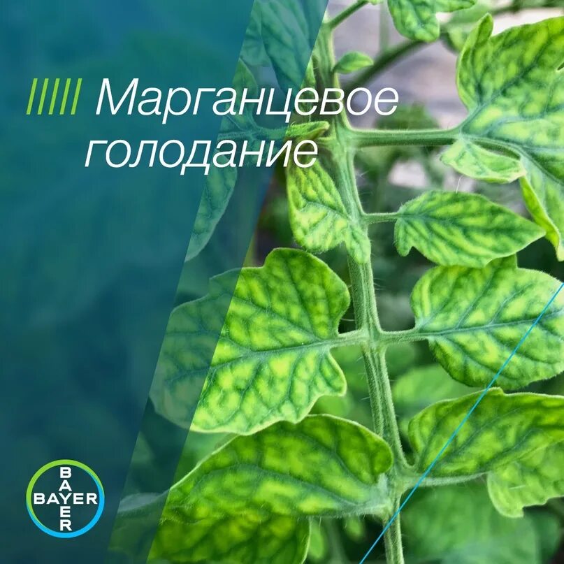 Томаты марганец