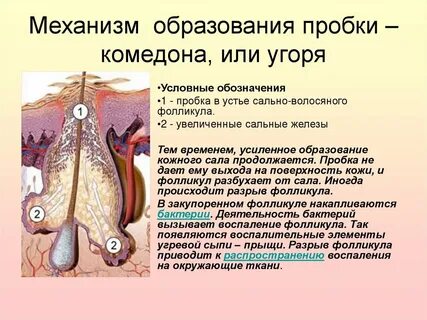 Волосяной фолликул как лечить