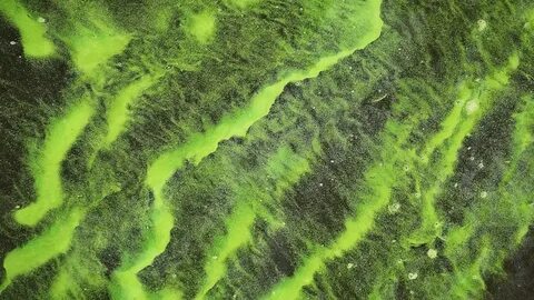 Зеленые водоросли на земле