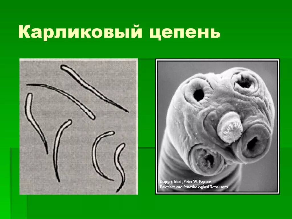 Карликовый цепень строение. Карликовый цепень празиквантел. бычий свиной и карликовый цепень. карликовый цепень (hymenolepis nana). половозрелая особь карликового цепня.
