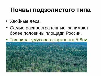 Самую большую территорию занимают хвойные леса