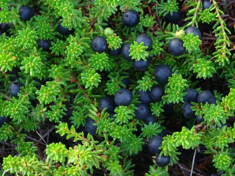 Вороника фото. Вороника (водяника). Вороника (водяника). Вороника шикша. Вороника фото.
