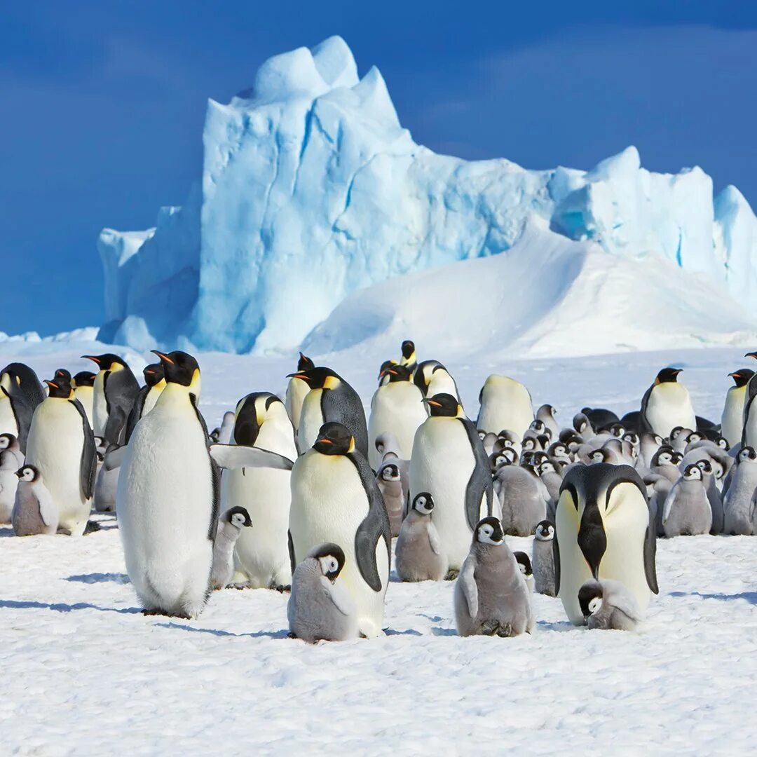 Императорские пингвины живут. Императорский Пингвин в Антарктиде. Антарктический Императорский Пингвин. Императорский Пингвин ареал. Пингвины в Антарктиде.
