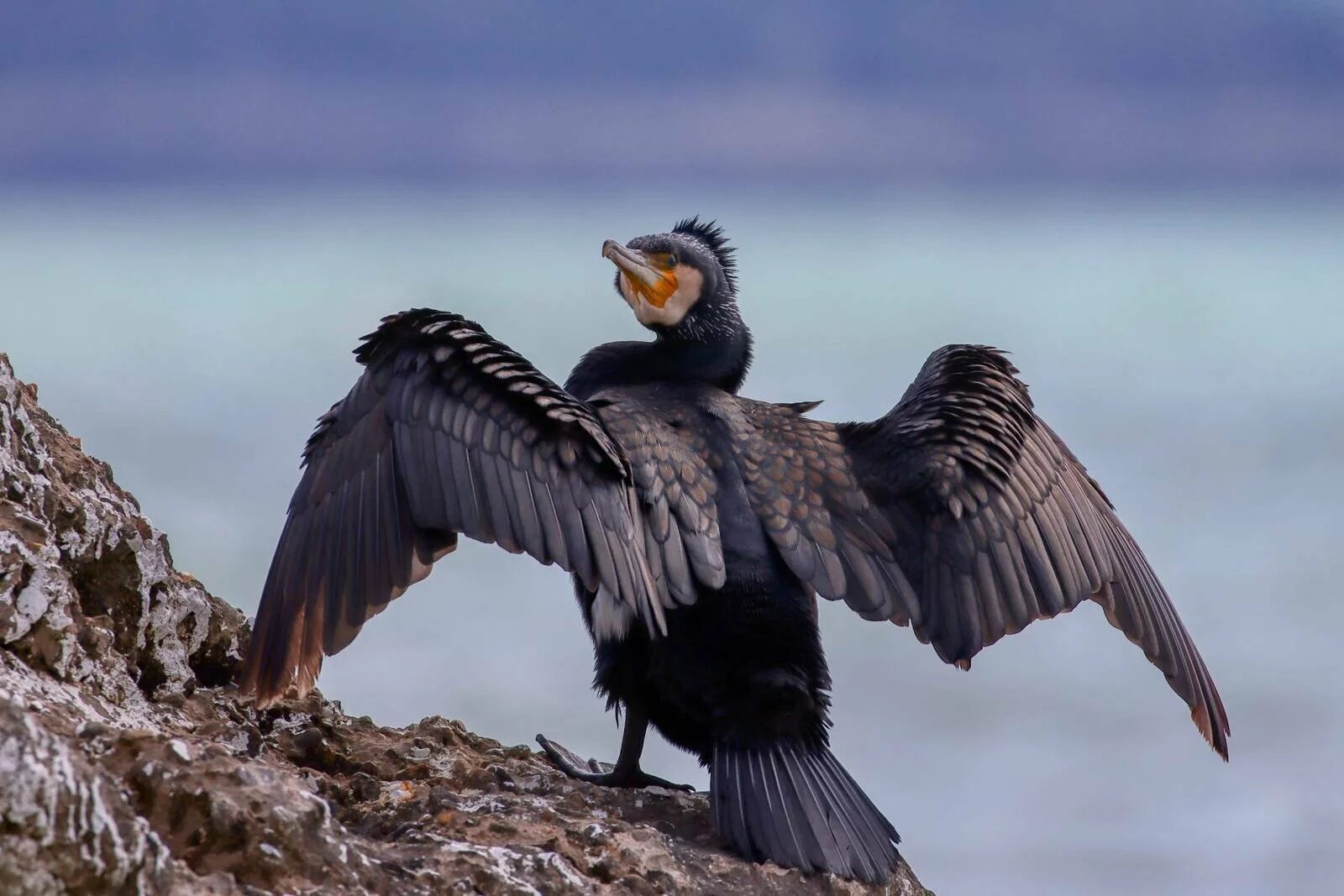 Большой Баклан Phalacrocorax Carbo. Нырок Черноморский Баклан. Баклан птица птенец. Баклан Балтийский.