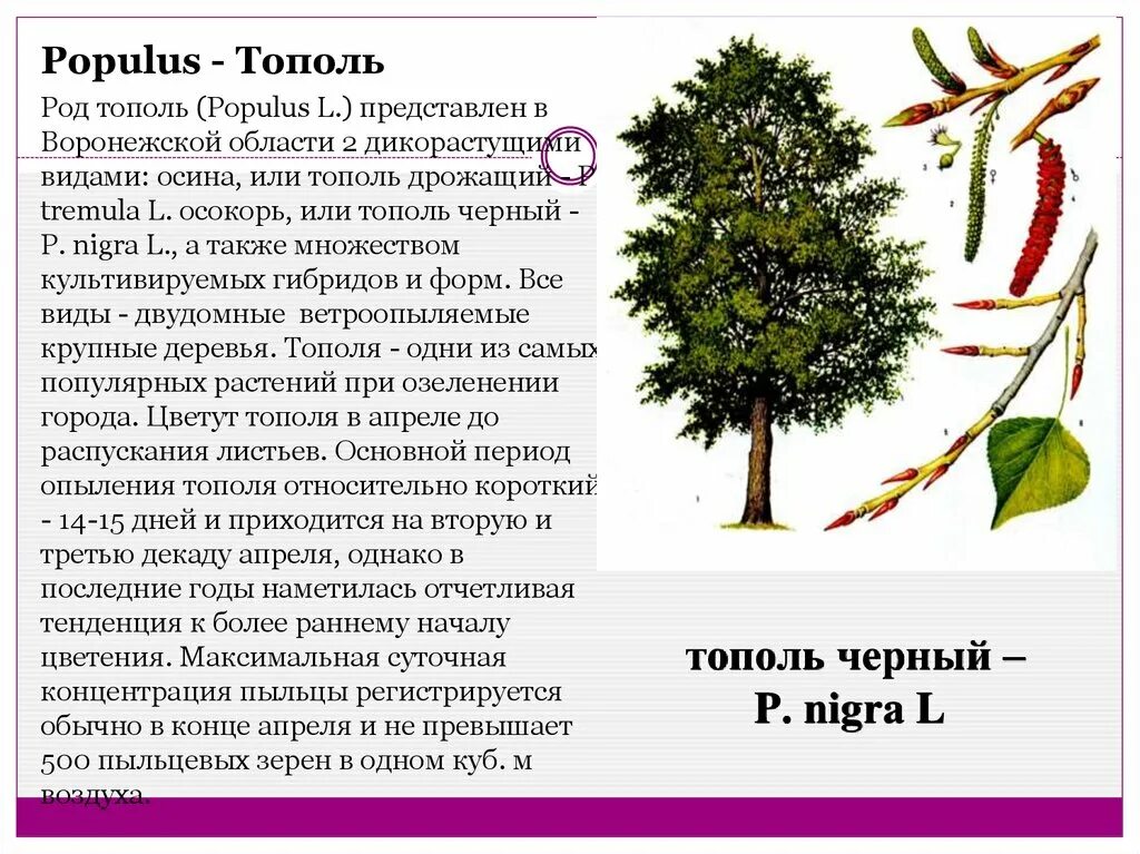 Тополь черный (Populus nigra). Род Тополь. Тополь дерево описание. Деревья рода тополиных. Тополь множественное