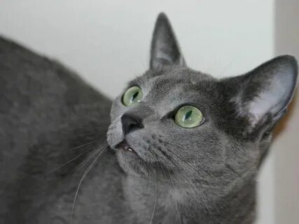 Голубая кошка характер