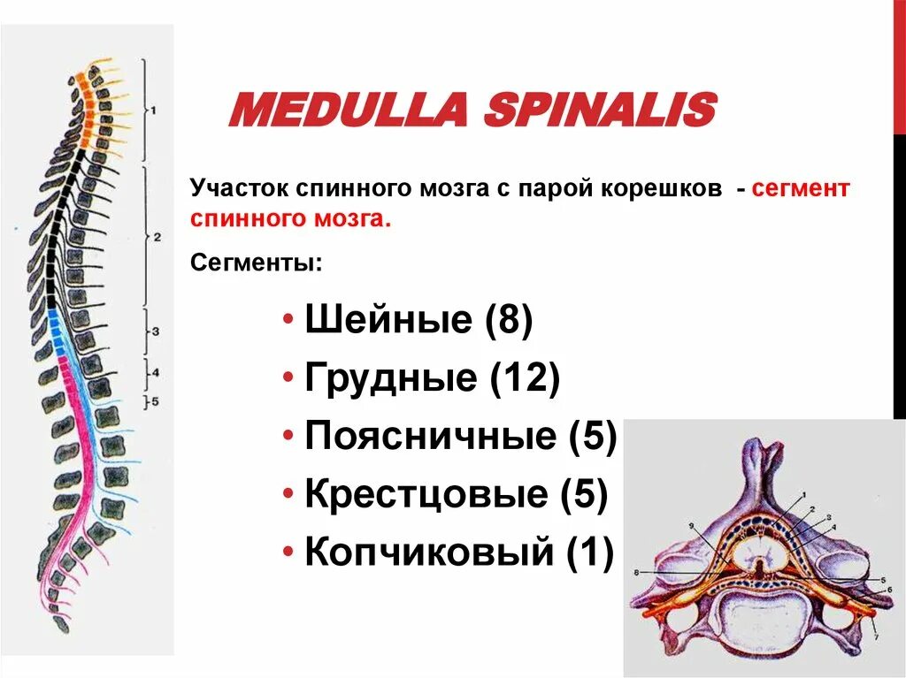 Спинной мозг Medulla spinalis. Схема сегмента спинного мозга. Копчиковый сегмент спинного мозга. Сегменты шейного отдела спинного мозга.