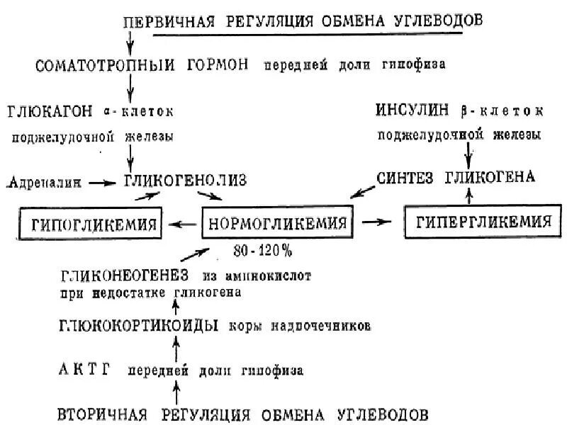 Адреналин и инсулин характеристики. Регуляция обмена углеводов гормонами. Обмен Глюкозы биохимия схема. Влияние гормонов на углеводный обмен биохимия. Схема гормональной регуляции обмена углеводов.