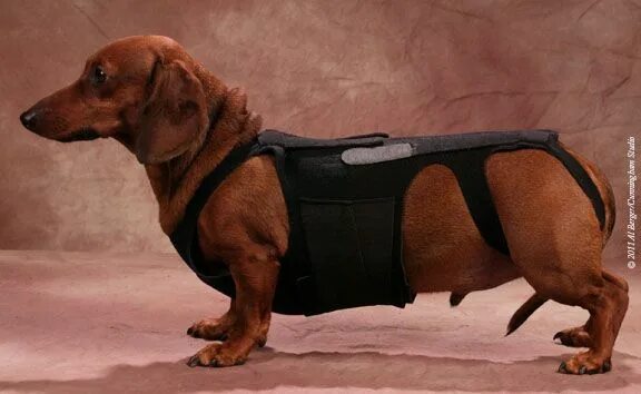 Корсет для собак. Бандаж для таксы. Шлейка для таксы. Корсет для спины для собаки frakishtak. Корсет для собак.