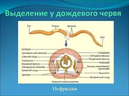 Что такое нефридии в биологии 8 класс