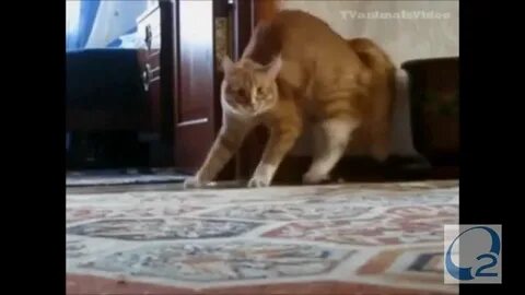 Покажи видео назад