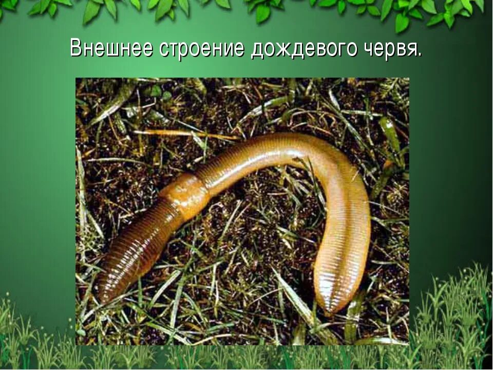 Класс дождевого червя биология