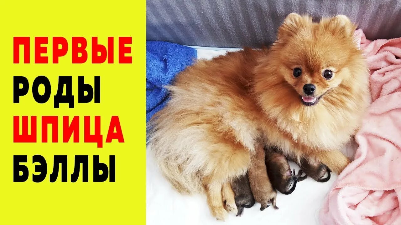 Шпиц рожает первый. Шпиц рожает первый