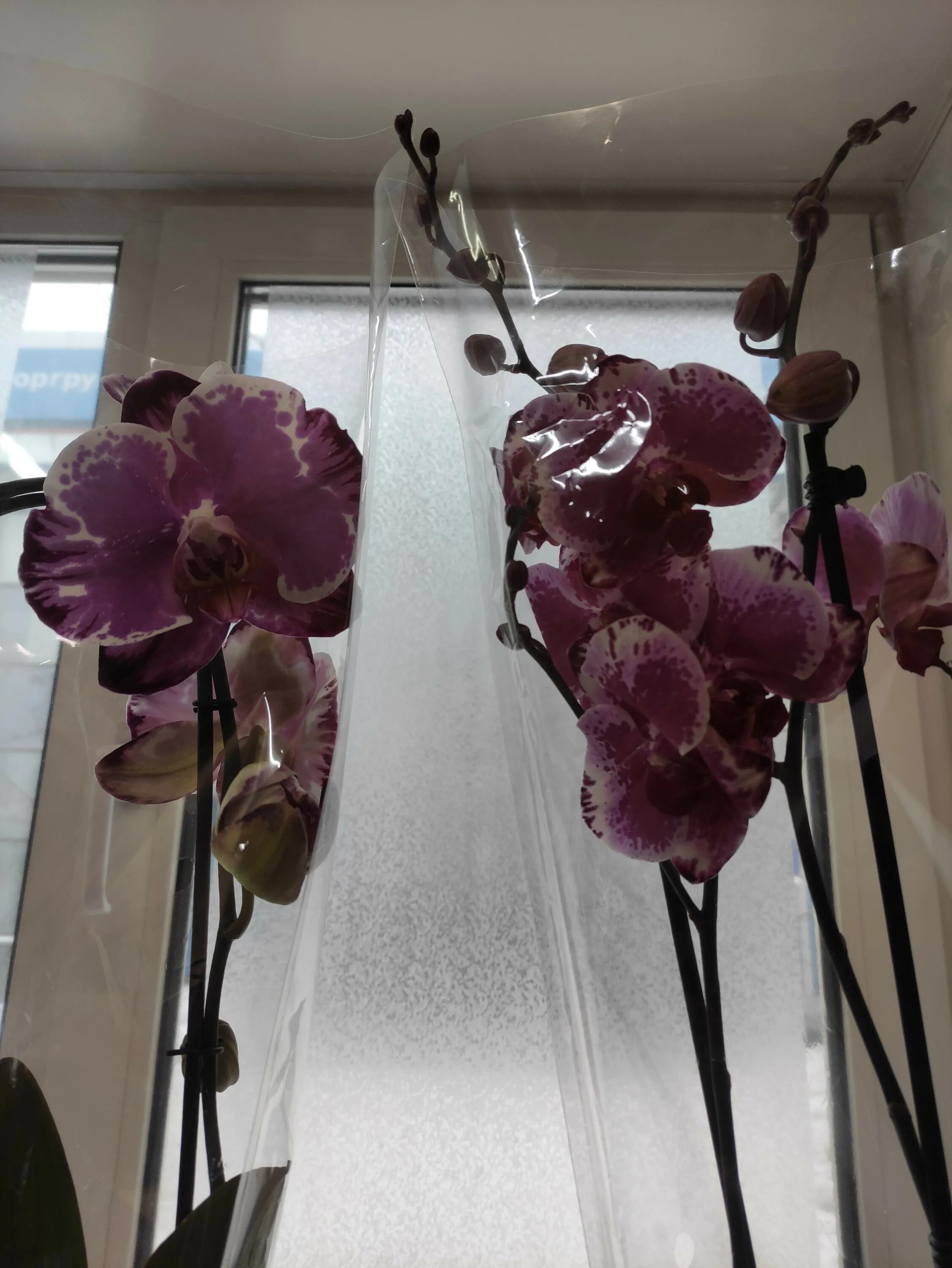 Орхидея барнаул. Парфюмерная фабрика орхидея дасти бель. Орхид22 барнаул. Орхидея фаленопсис мультифлора. Орхидея барнаул.
