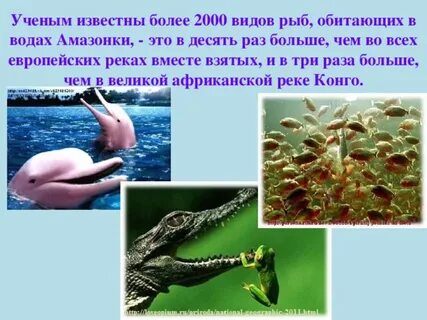 Более 2000 видов