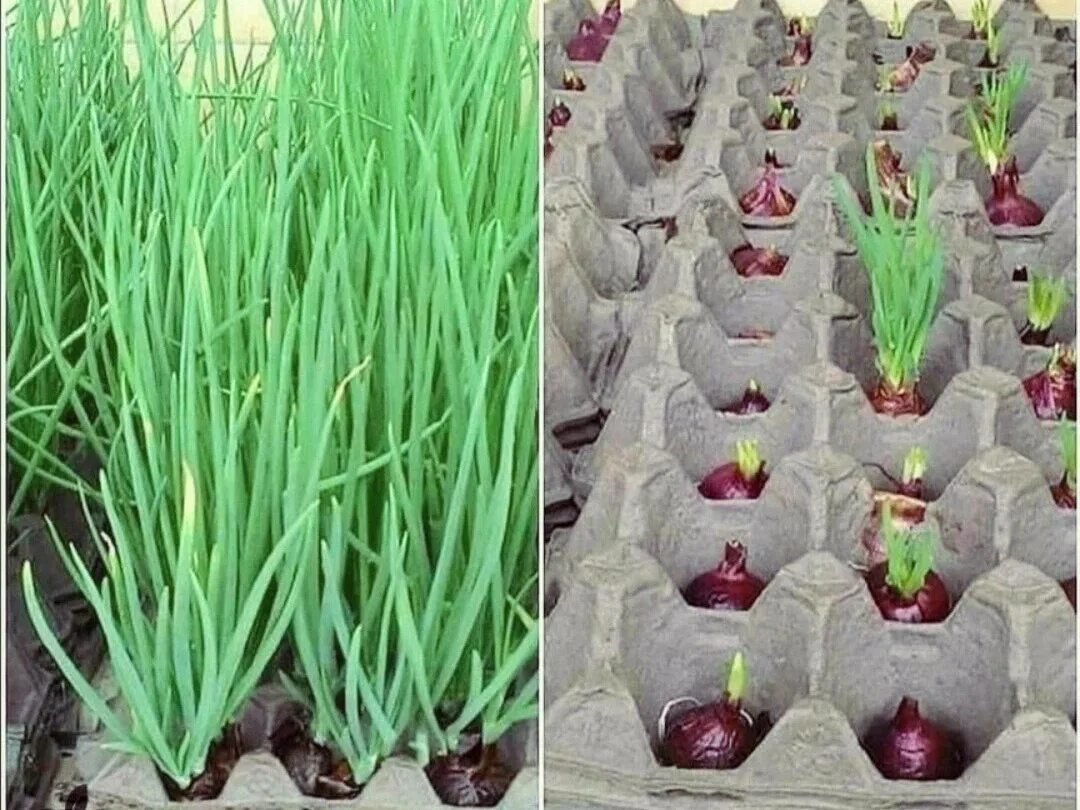 Лук севок зеленый. Лук на гидропонике. Лук на подоконнике. Лук в яичных. Лук на зелень на подоконнике.